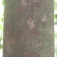 Cullenia rosayroana Kosterm.